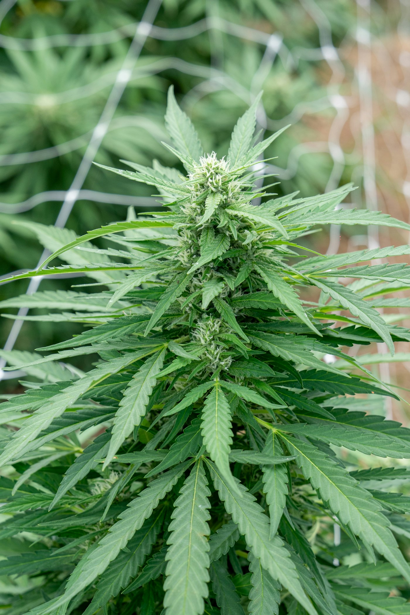 Cannabis plants in cultivation