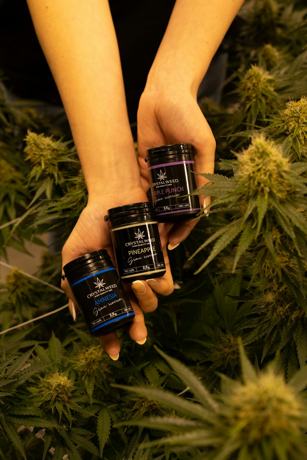 Cannabis flower jars with branded packaging
